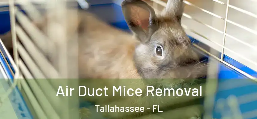 Air Duct Mice Removal Tallahassee - FL