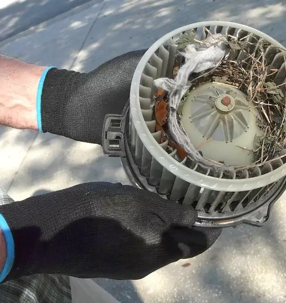 About Air Duct Mice Removal in Tallahassee, FL